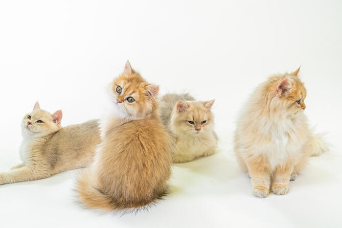 Magnificats